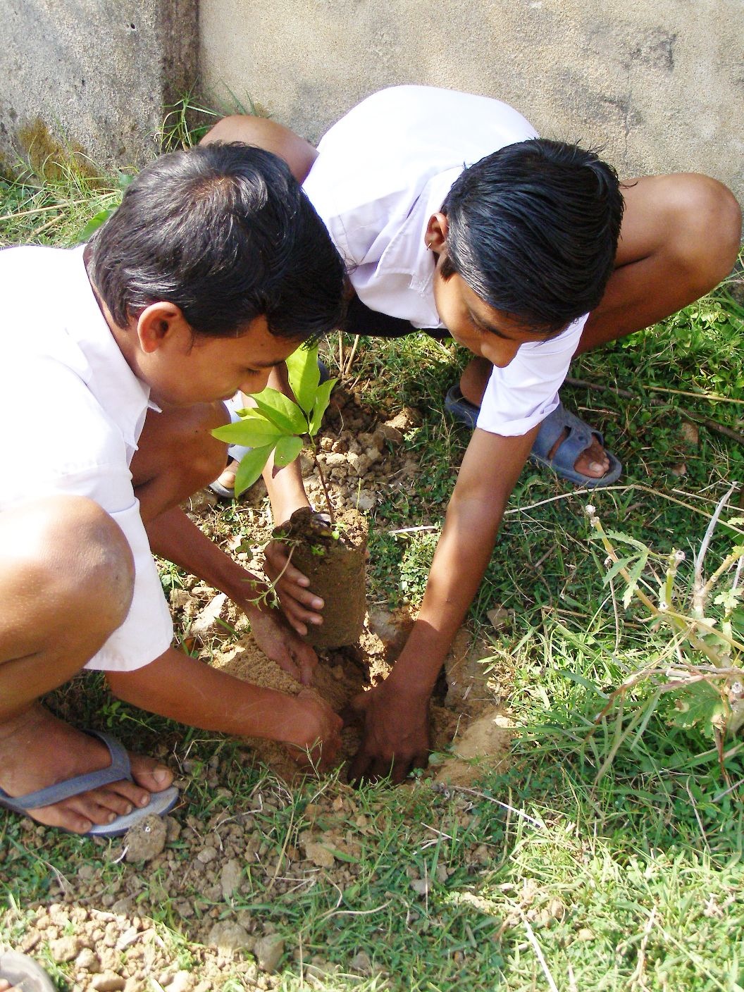 Mango Project - Tree Planting
